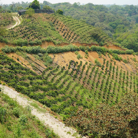 Orizaba Criollo Fermented, Mexico | FILTER