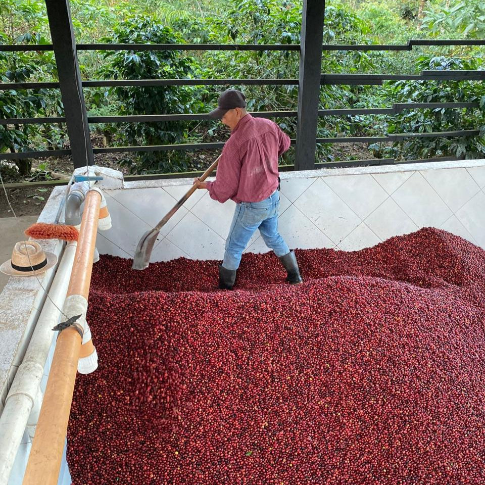 Finca San Lorenzo, Guatemala | ESPRESSO